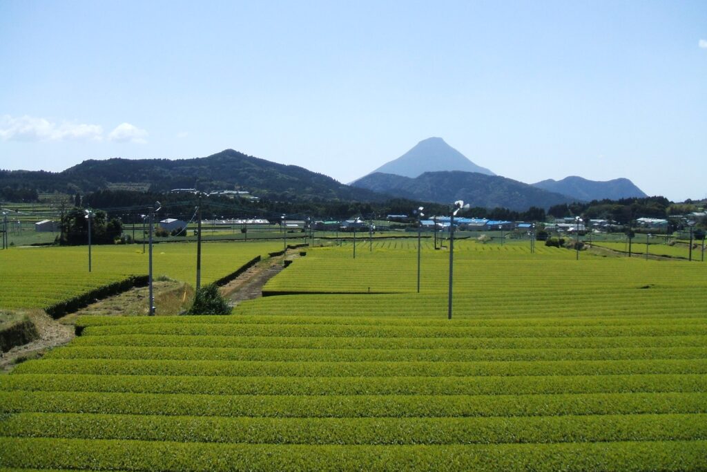 Find this Purest Matcha green tea from Japan