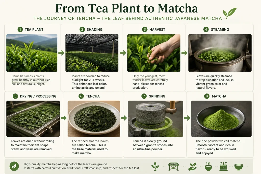 From Tea Plant To Matcha